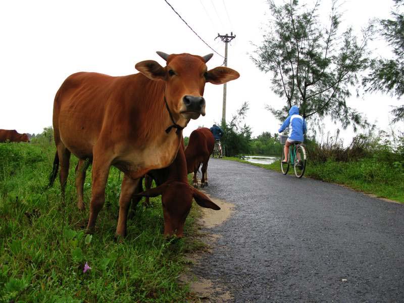 Bicycle tour vietnam