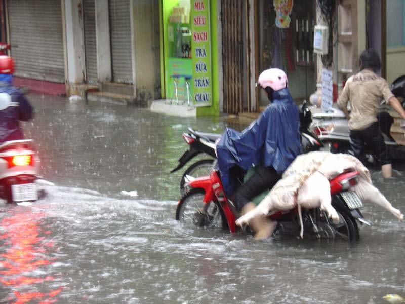 Pig on motorbike