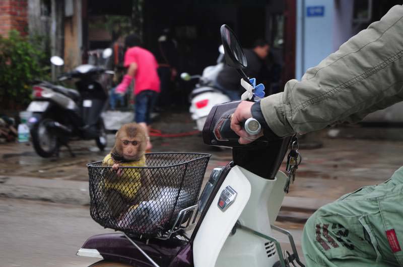 monkey on motorbike
