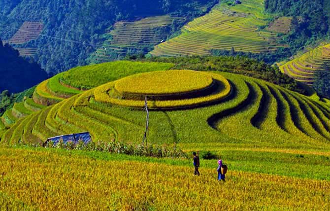 Mu Cang Chai