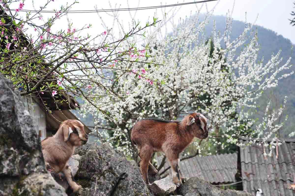 Heaven is a place on Vietnam’s northern plateau