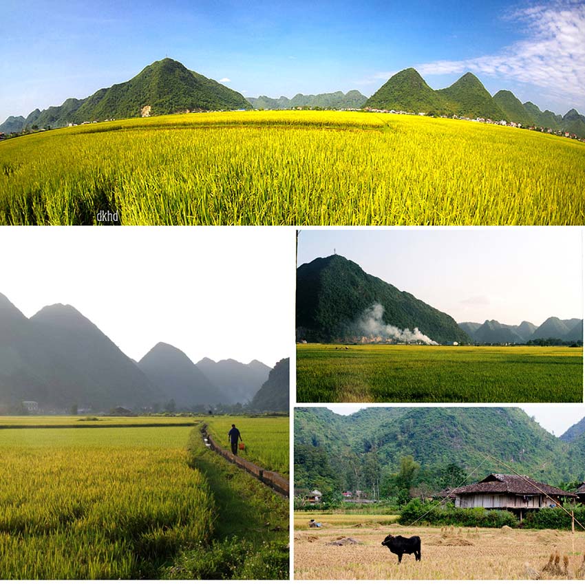 When paddy fields cast a golden glow in northern Vietnam
