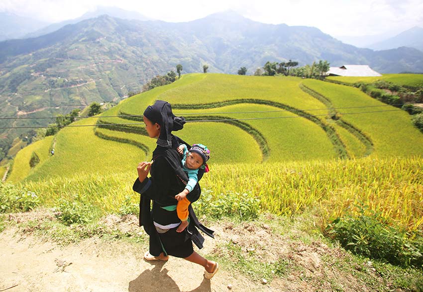 Yet another northern highlands district emits a golden glow - Hoang Su Phi