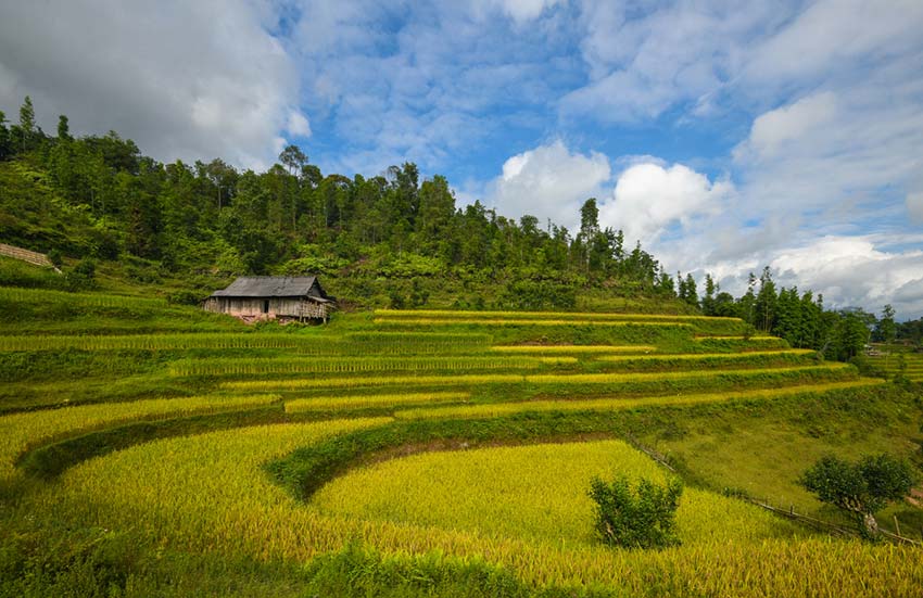 Yet another northern highlands district emits a golden glow - Hoang Su Phi