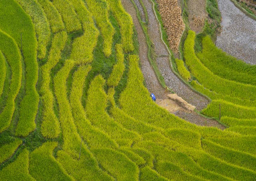 Yet another northern highlands district emits a golden glow - Hoang Su Phi