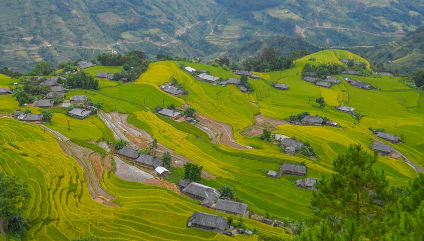 Yet another northern highlands district emits a golden glow - Hoang Su Phi