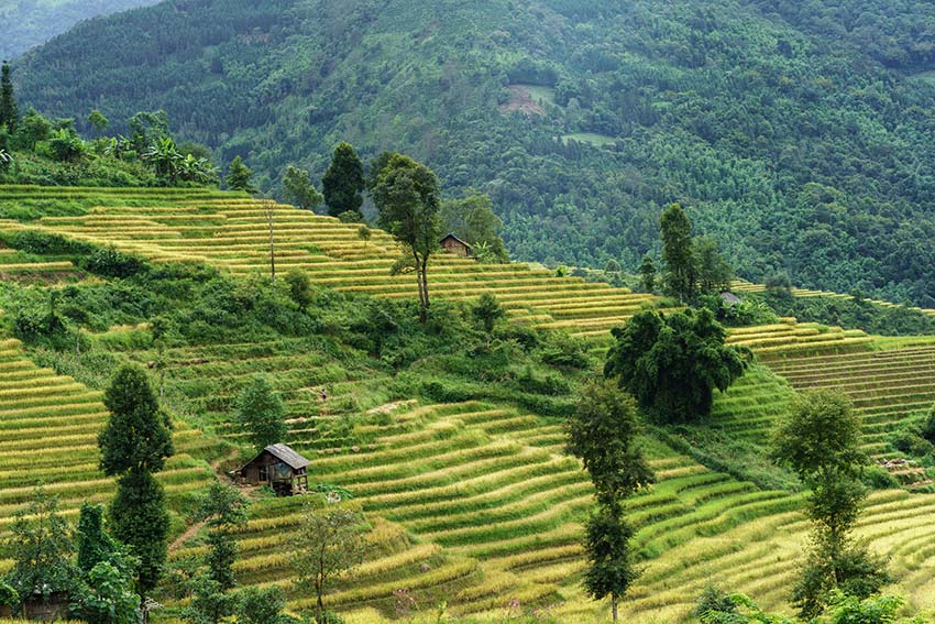 Five destinations with terrific terraced fields for an October visit in Vietnam