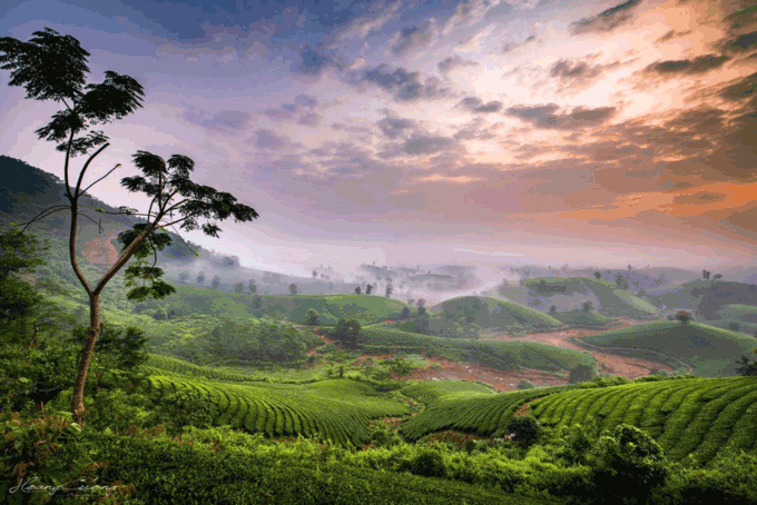 Stuff of dreams: stunning vistas of Long Coc tea hills