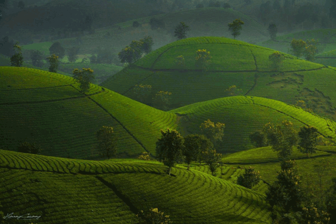 Stuff of dreams: stunning vistas of Long Coc tea hills