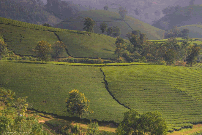 Stuff of dreams: stunning vistas of Long Coc tea hills