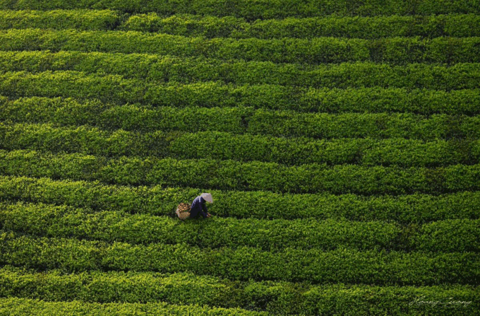 Stuff of dreams: stunning vistas of Long Coc tea hills