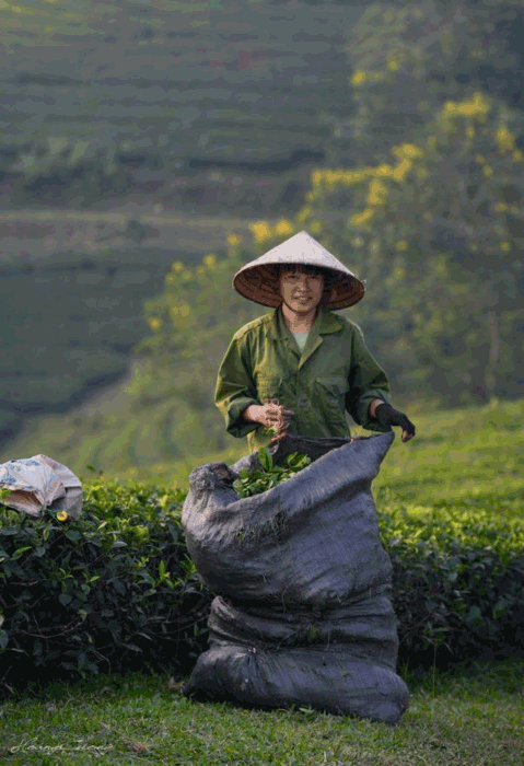 Stuff of dreams: stunning vistas of Long Coc tea hills