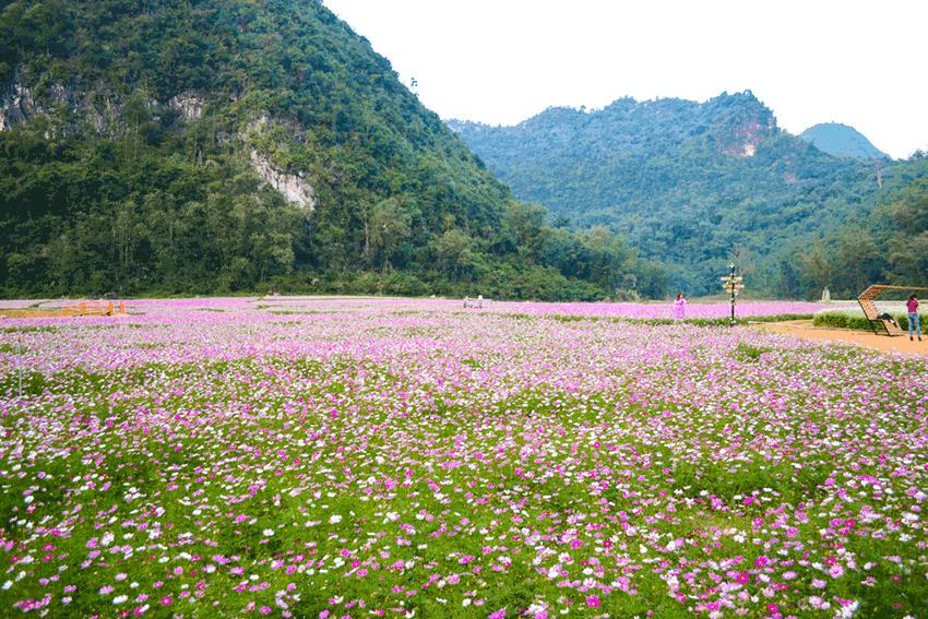 Vietnamese destinations that carry a year-end glow