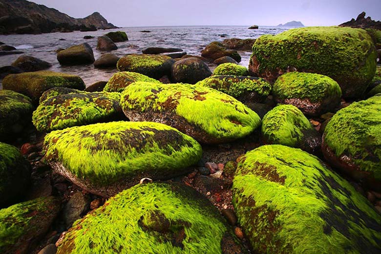 The unique moss-covered rocks of Eo Gio bay