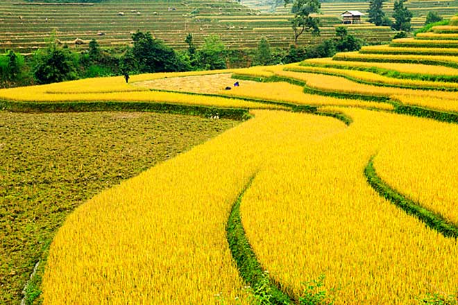 Northern highland rice terraces in Vietnam among world’s most colorful places