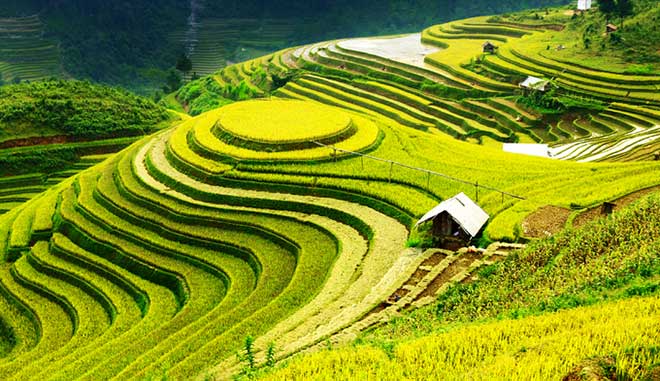 Northern highland rice terraces in Vietnam among world’s most colorful places