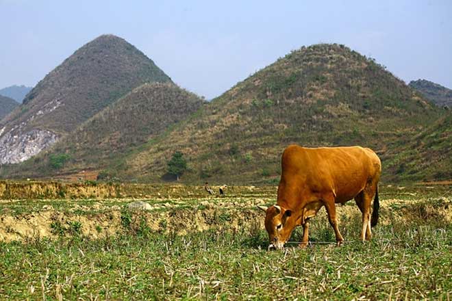 Ha Giang’s ample bosom nurtures its valleys, rivers