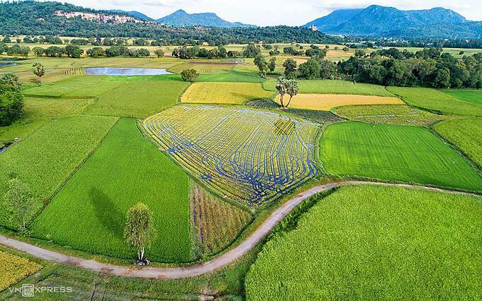 Mekong Delta’s rice paddies turn into riot of colors