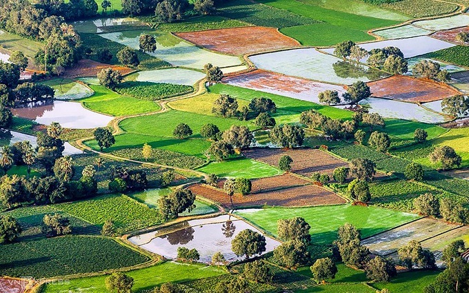 Mekong Delta’s rice paddies turn into riot of colors