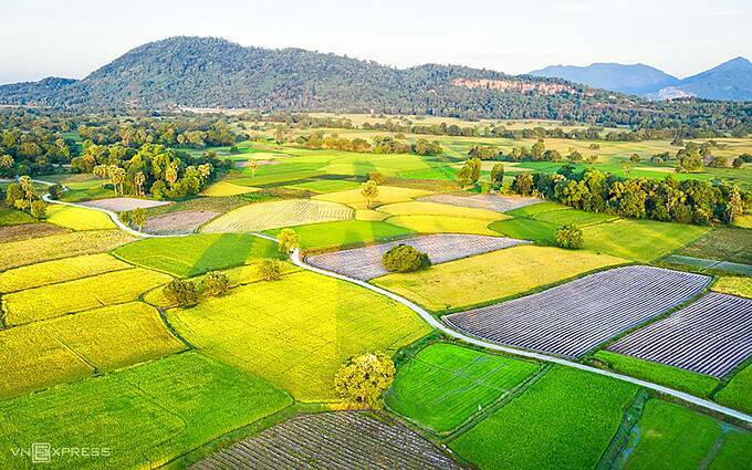 Mekong Delta’s rice paddies turn into riot of colors