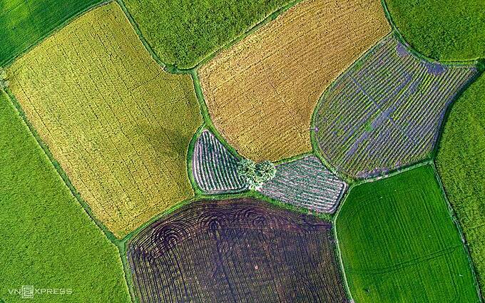 Mekong Delta’s rice paddies turn into riot of colors