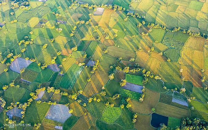 Mekong Delta’s rice paddies turn into riot of colors