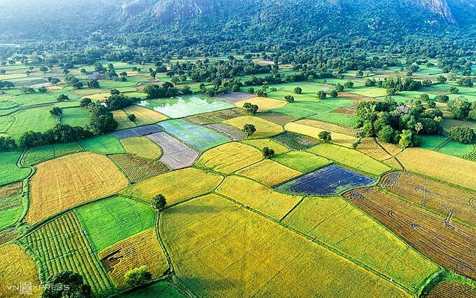 Mekong Delta’s rice paddies turn into riot of colors