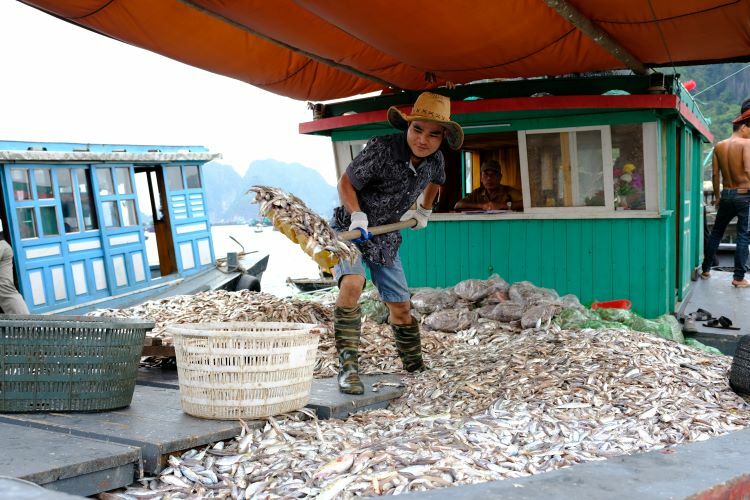 Ha Long Bay’s fishing villages