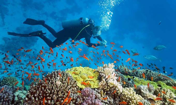 Whale Island in central Vietnam among best destinations for diving: Forbes